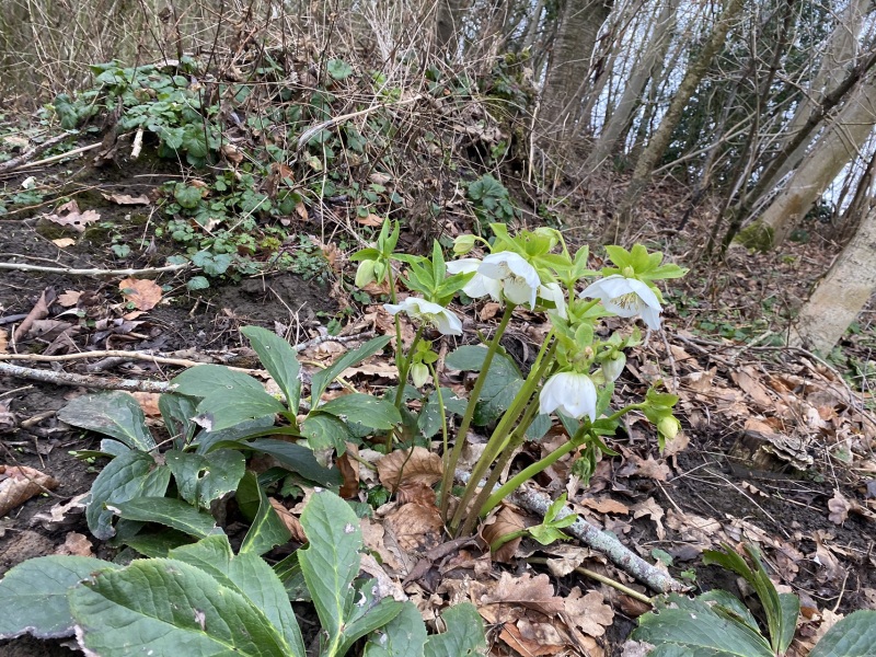 Is this a hellebore please