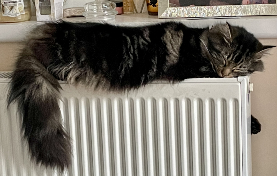 Hundreds of cats, thousands of cats, millions and billions and trillions of cats