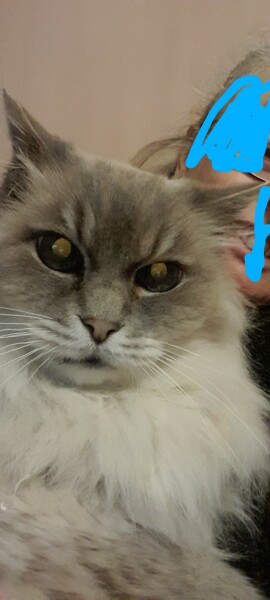 Adopting a rescue ragdoll