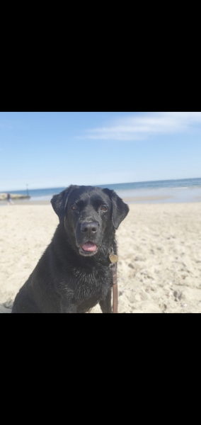 Tell me everything I need to know about Labradors please!