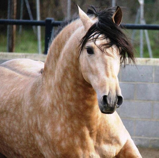 What breed of horse would have these markings?