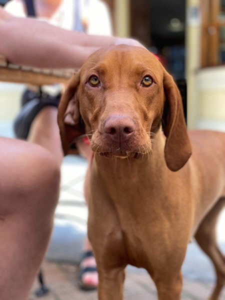 Weimaraners, Vizslas, Pointers and GSPs