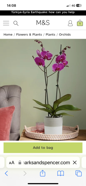 Dead houseplant?