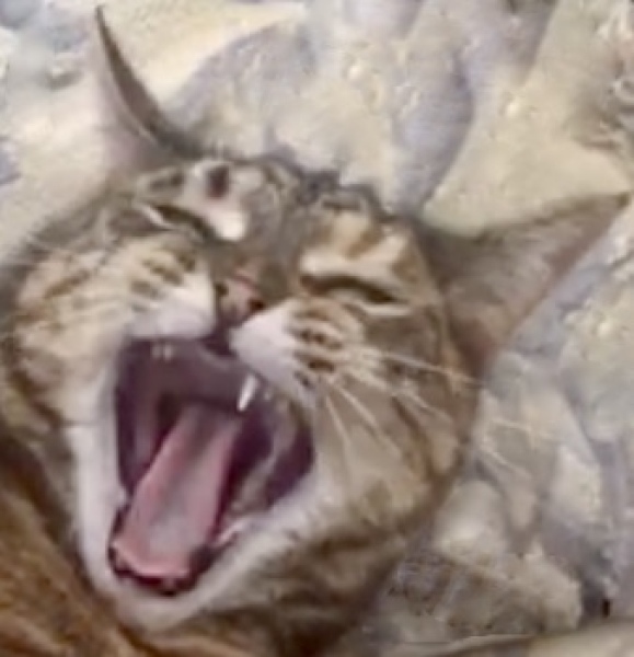 Just found dcat has broken canine tooth