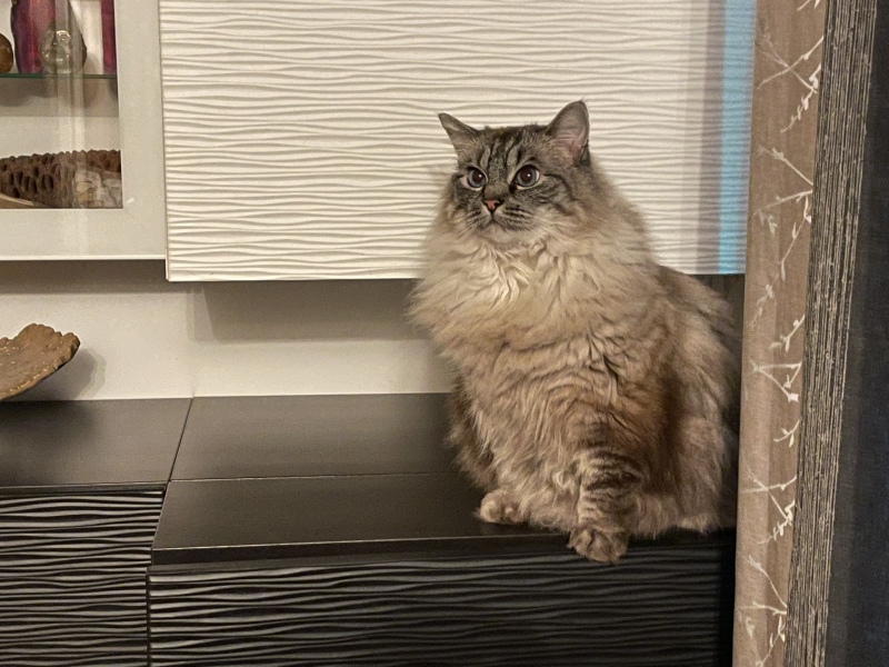 Adopting a rescue ragdoll