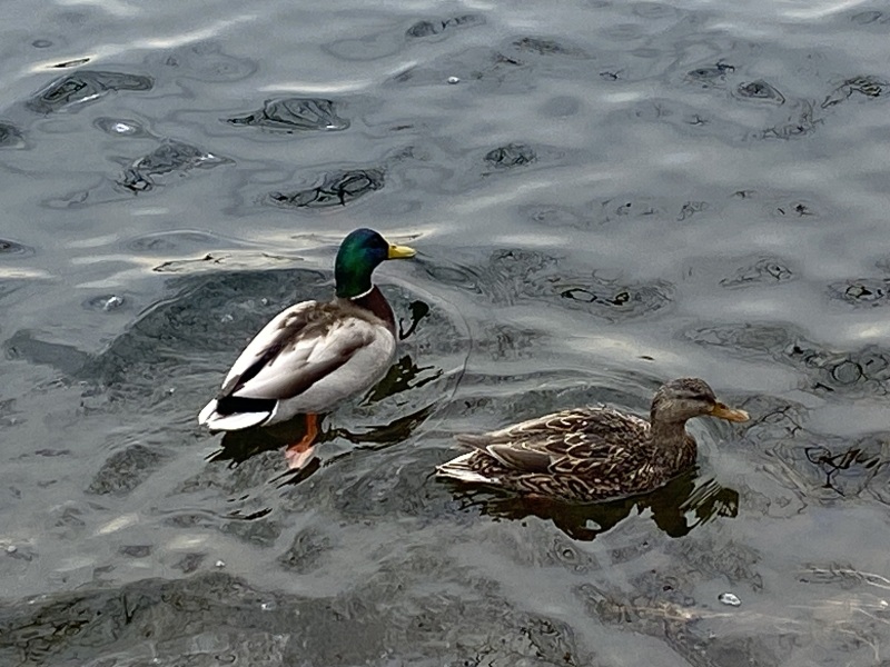 Come and tell me your dull and unexciting news 25: Calmly through the day 