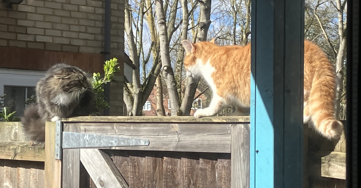 Am I the only person who does not assume a cat is lost if I see one in my garden?
