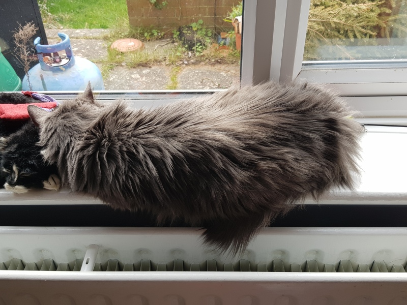 Hundreds of cats, thousands of cats, millions and billions and trillions of cats
