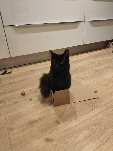 Hundreds of cats, thousands of cats, millions and billions and trillions of cats