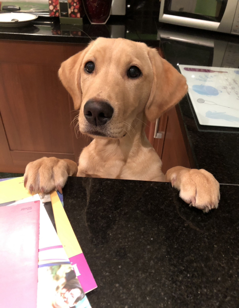 Tell me everything I need to know about Labradors please!