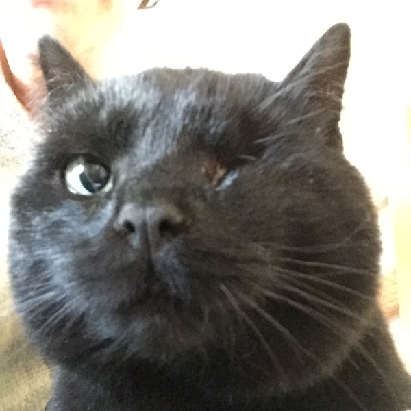 One eyed cat