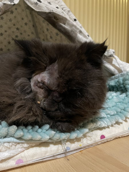 One eyed cat