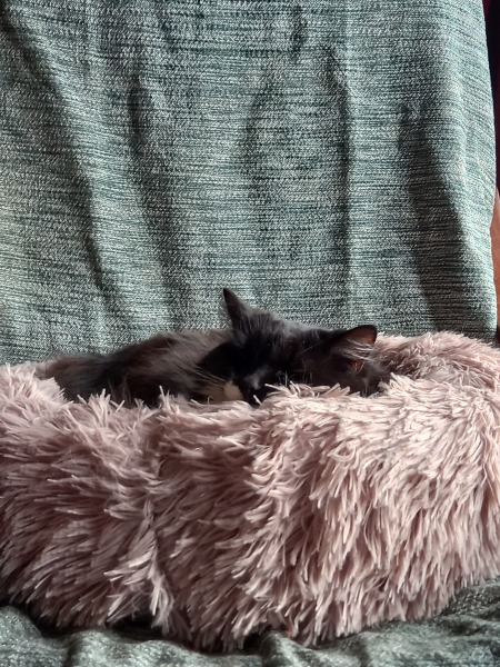 Hundreds of cats, thousands of cats, millions and billions and trillions of cats