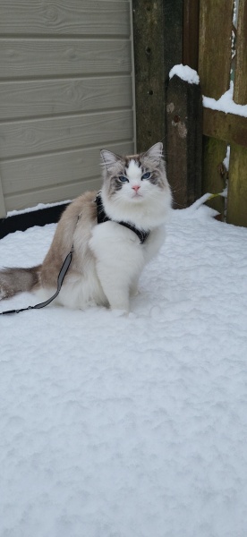 Adopting a rescue ragdoll