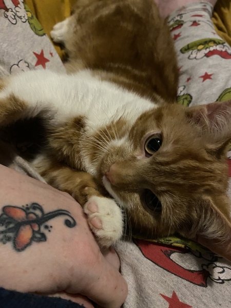 To KNOW Dcat was wrong and secretly think she should admit she was?