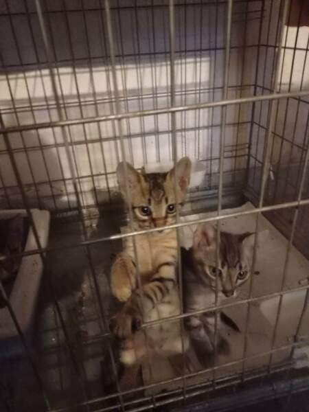 Nervous rescues
