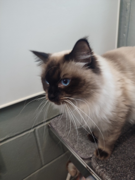 Adopting a rescue ragdoll