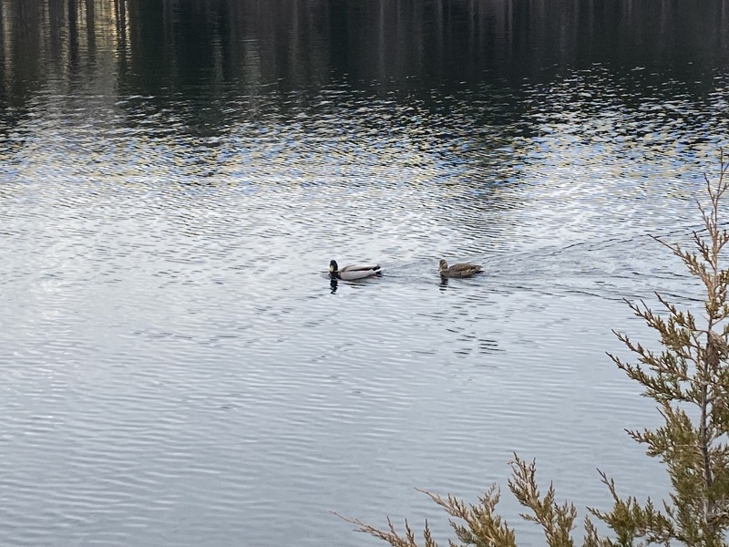 Come and tell me your dull and unexciting news 25: Calmly through the day 