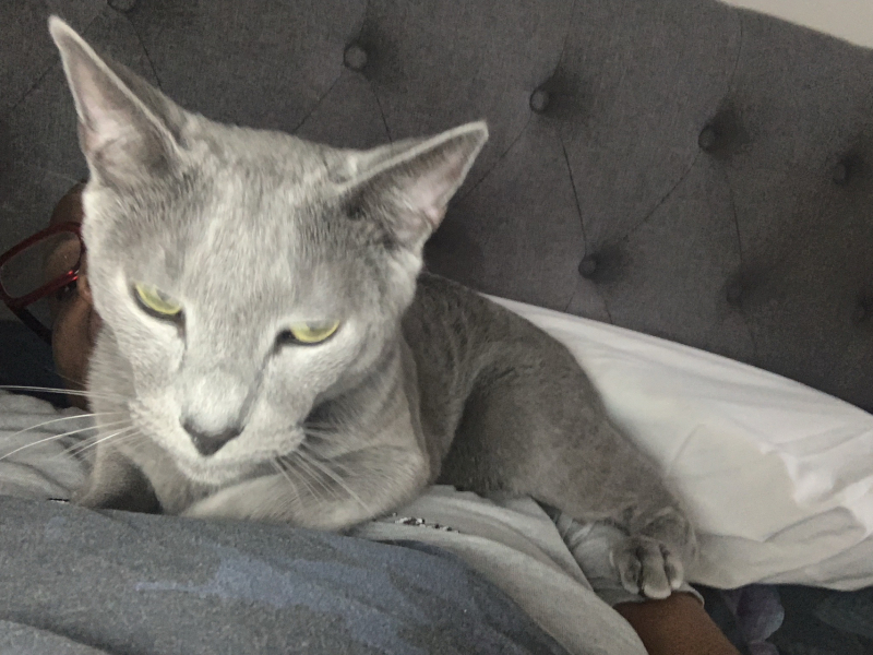 What's wrong with my cat