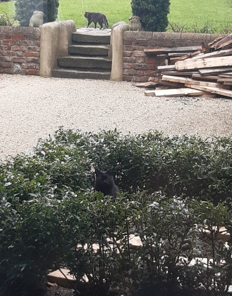 How many black cats...