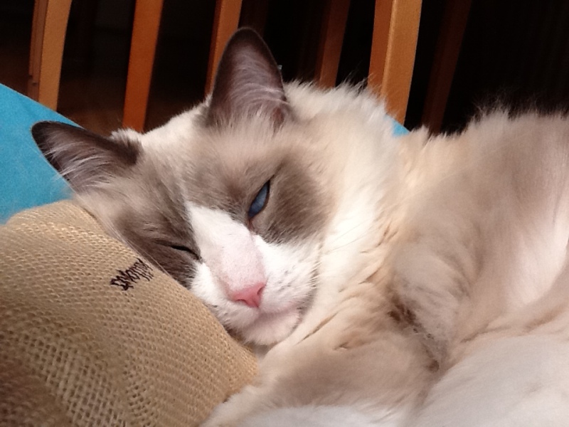 Adopting a rescue ragdoll