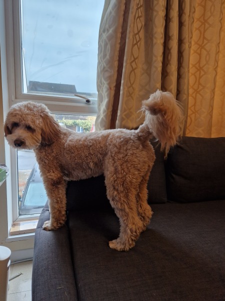 Does anyone's dog look through window 