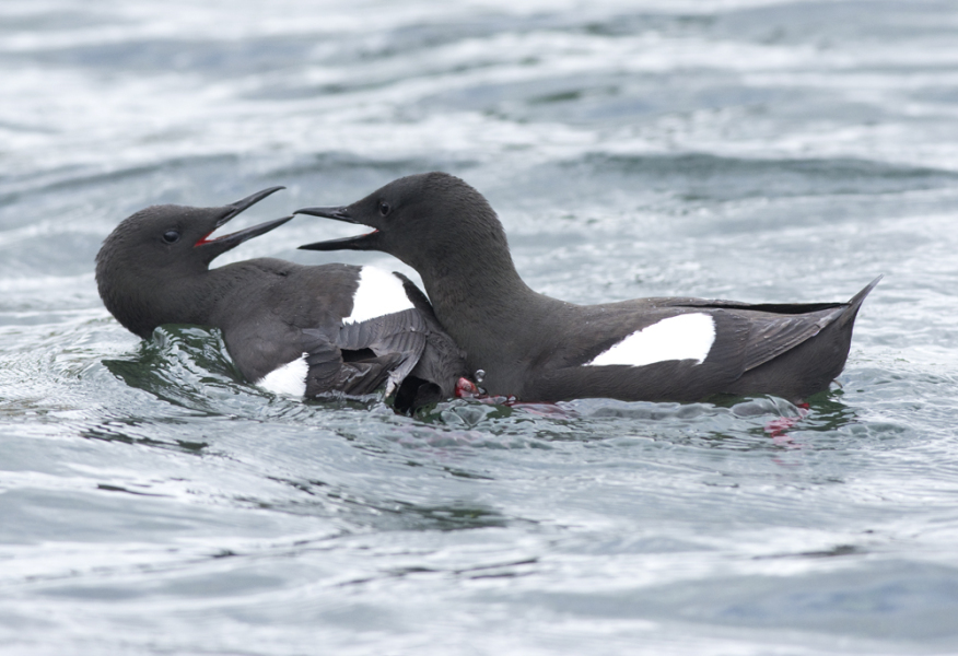 A question about Corvids