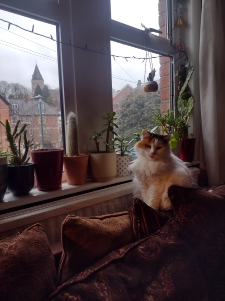 Cats used to be worshiped as Gods...