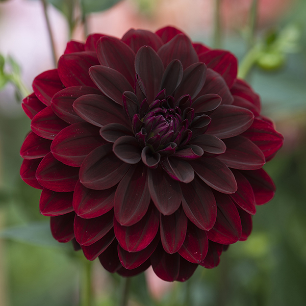 Dahlias 2023