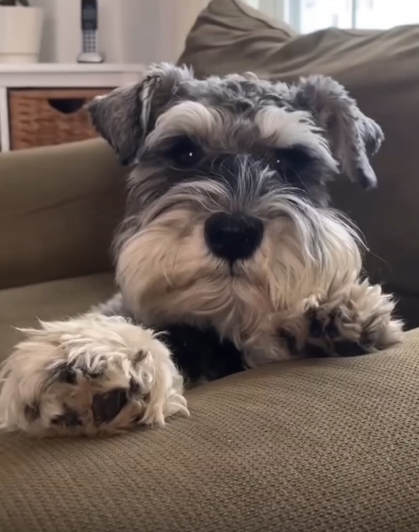 What breed is this little dog?