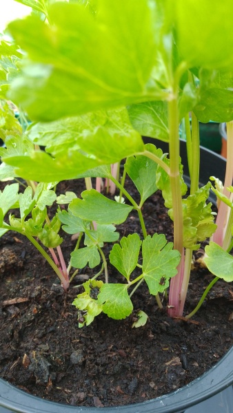 The Vegetable Patch Mark 2