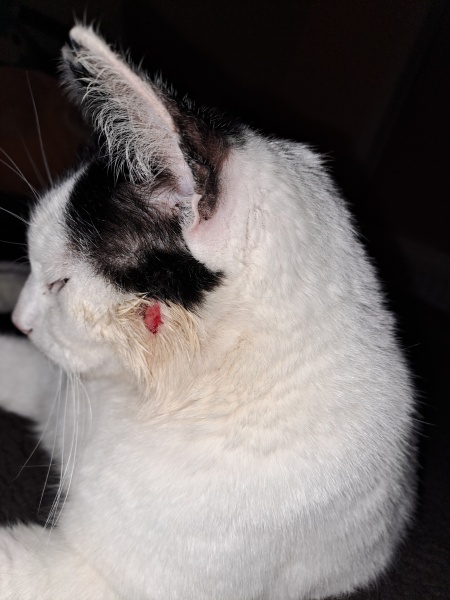 Advice on DCat's wound