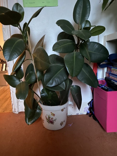 Indoor tree/tall plant