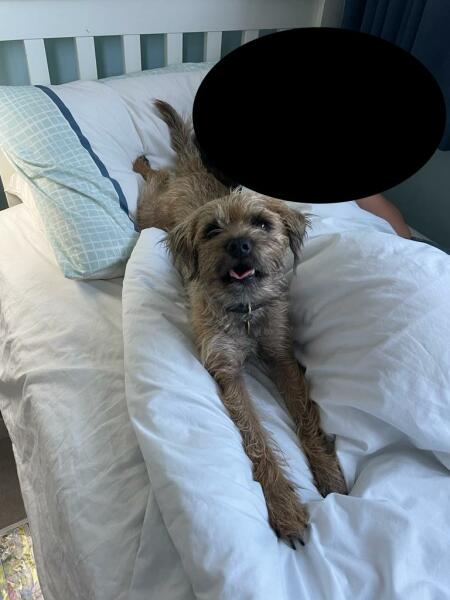 Recommend your breed to me