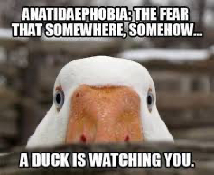 Am I hallucinating or are there nocturnal ducks?