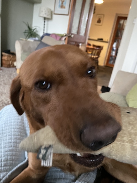 Tell me everything I need to know about Labradors please!