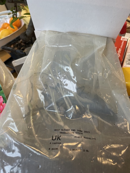 Bulbs sprouting in the packets. 