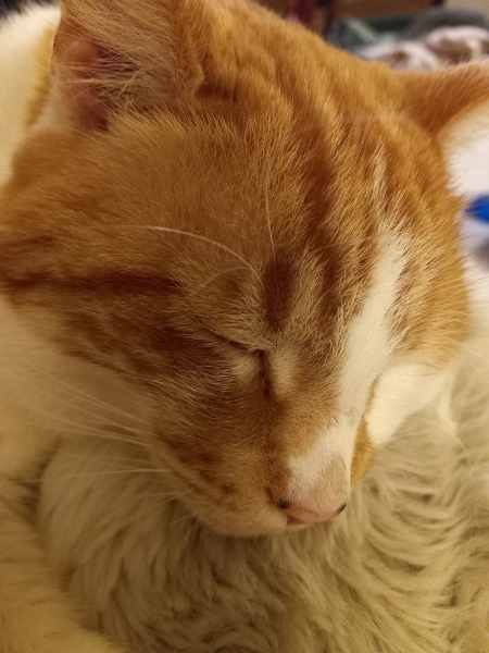 What has your experience of ginger  cats been ? 