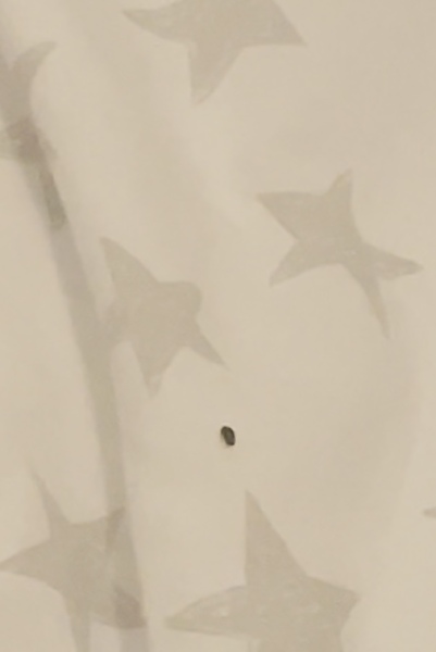 BED BUG OR FLEE?