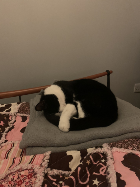 Hundreds of cats, thousands of cats, millions and billions and trillions of cats