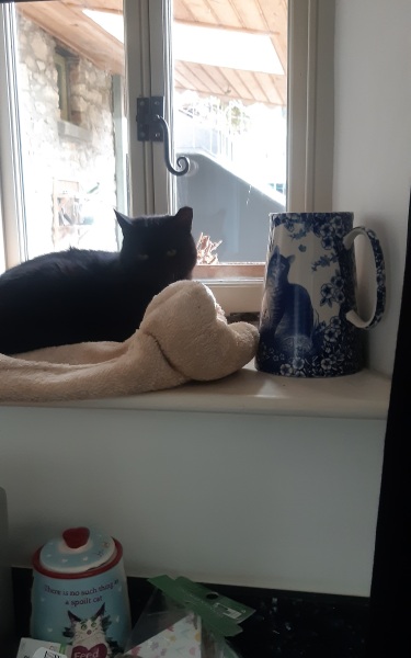 How many black cats...