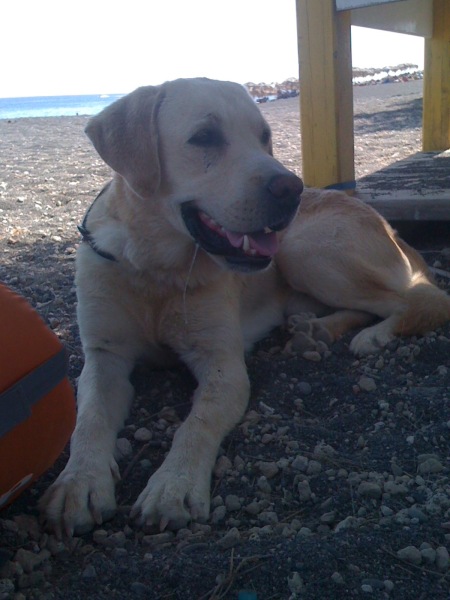 Tell me everything I need to know about Labradors please!