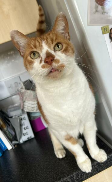 What has your experience of ginger  cats been ? 
