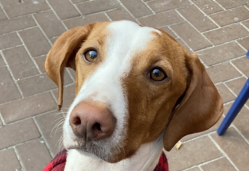Skinny dogs with bleeding floppy ears! TW blood