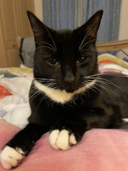 My cat has a smelly bum!