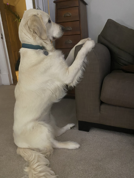 Puppy Survival Thread - as we approach Fireworks night for the first time…