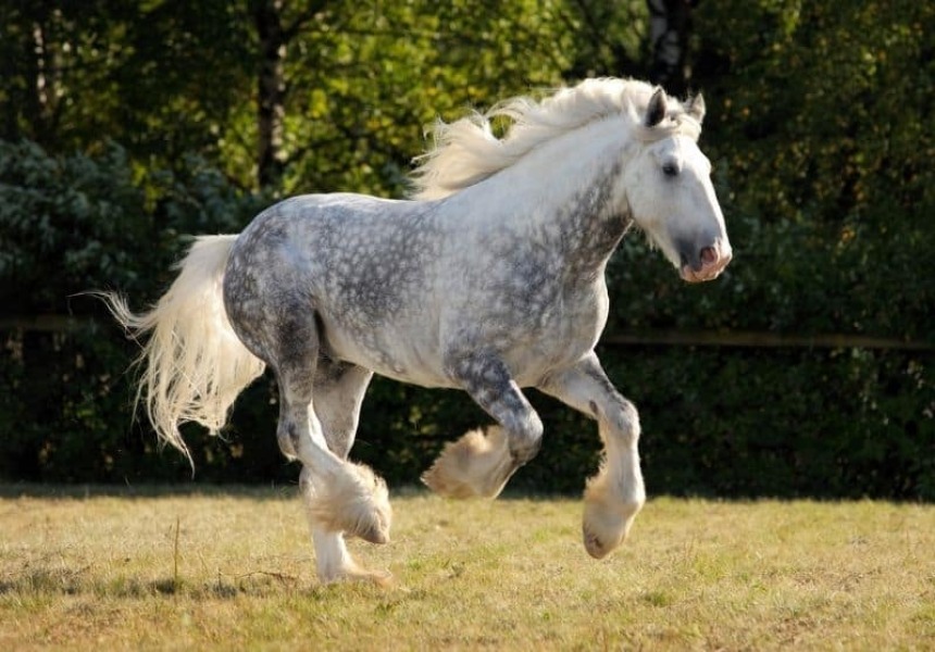 What breed of horse would have these markings?