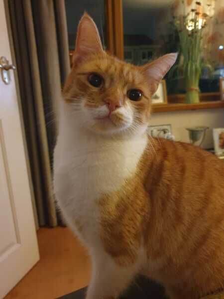 What has your experience of ginger  cats been ? 