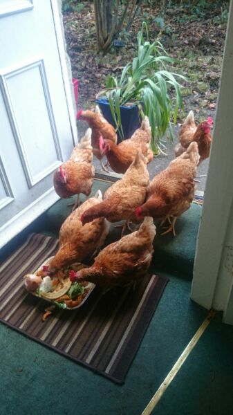 House rabbits