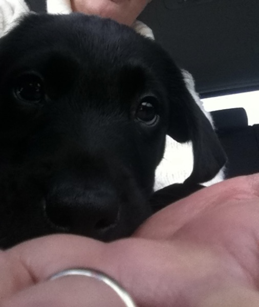 2 hour car journey to bring new puppy home